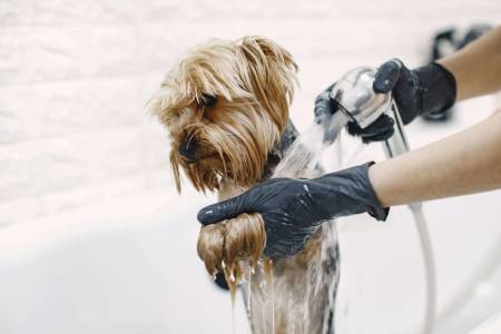 washing-process-small-dog-bathroom-dog-washed-by-professional (1) (1) (1)